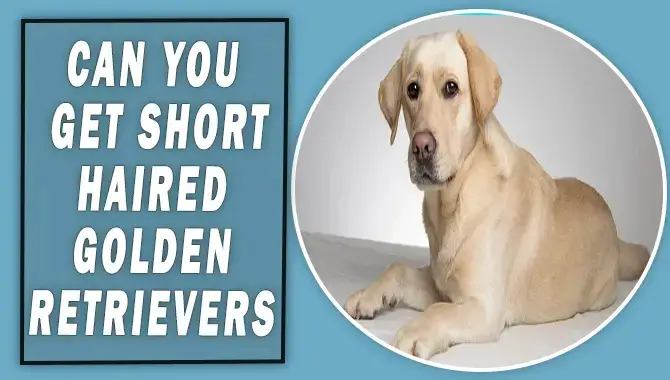 Can You Get Short-Haired Golden Retrievers