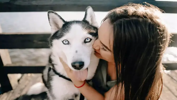 Can You Improve Your Bond With Your Husky