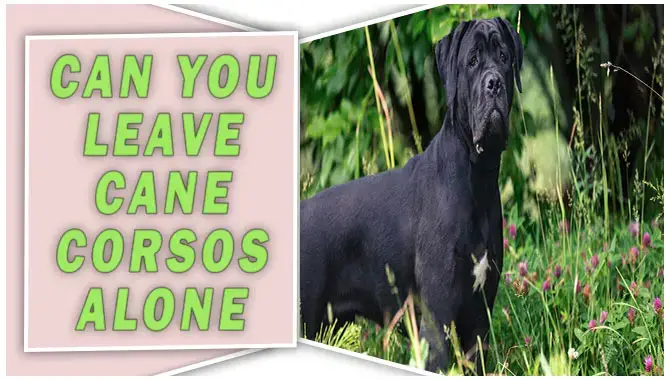 Can You Leave Cane Corsos Alone