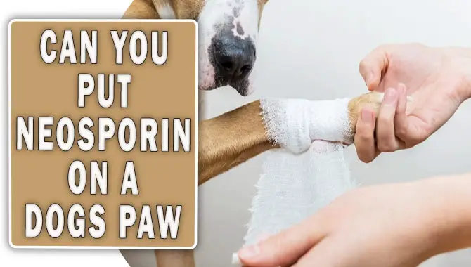 Can You Put Neosporin On A Dogs Paw