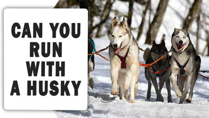 Can You Run With A Husky