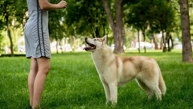 Can You Train A Husky To Be A Guard Dog