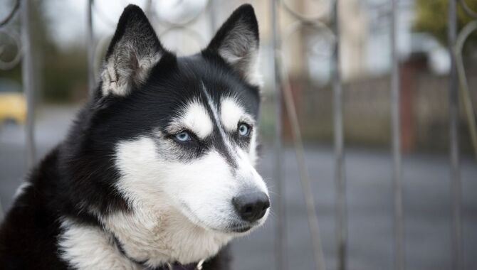 Can You Train A Husky To Be Protective?