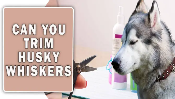 Can You Trim Husky Whiskers
