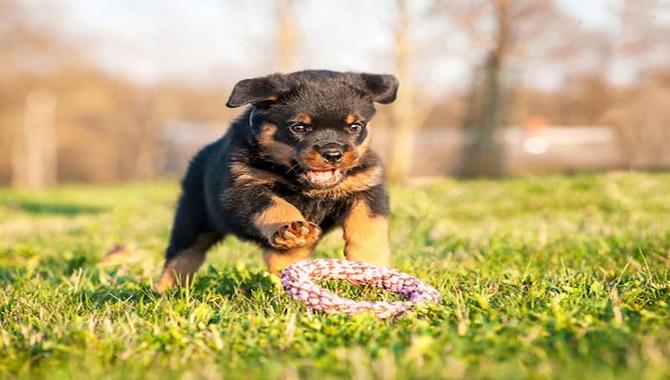 Can Your Puppy Go In The Yard?