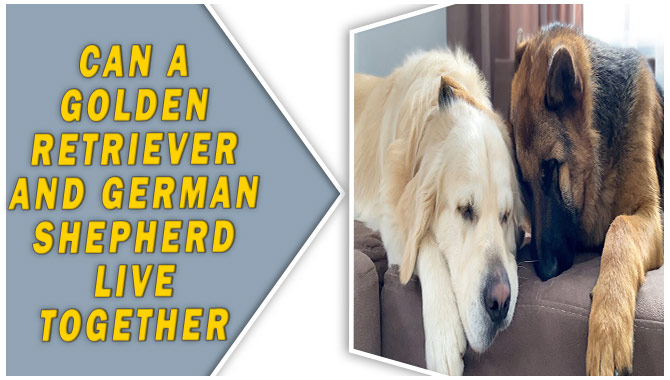 can a golden retriever and a german shepherd dog be friends