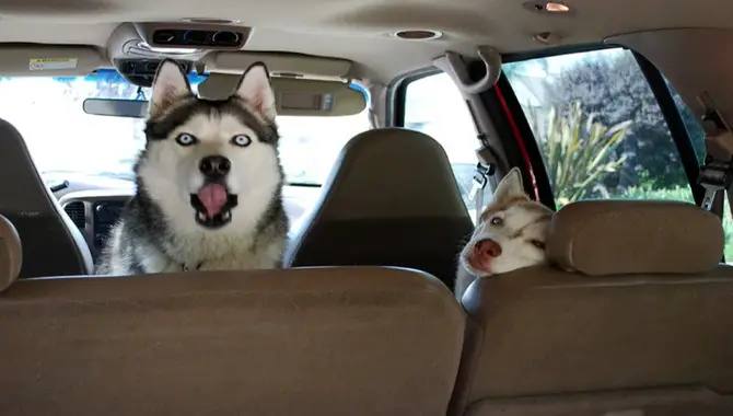 Car Travel With A Siberian Husky