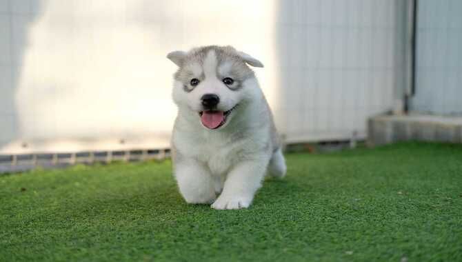 Caring For A Miniature Husky
