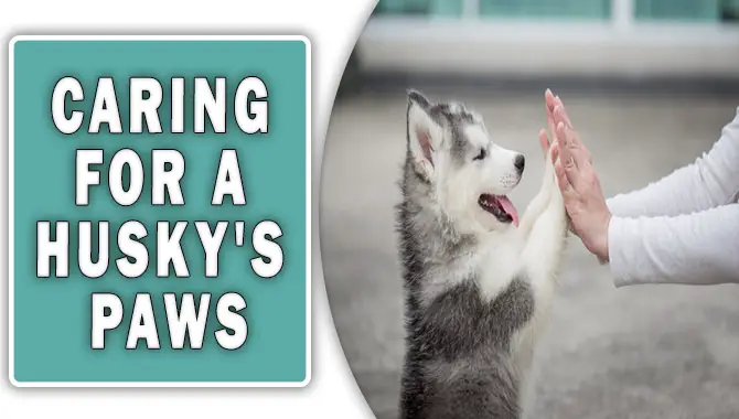 Caring For a Husky's Paws