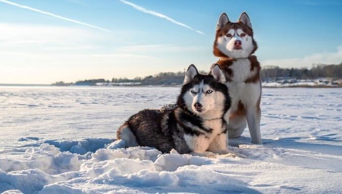 Common Misconceptions About Siberian Huskies
