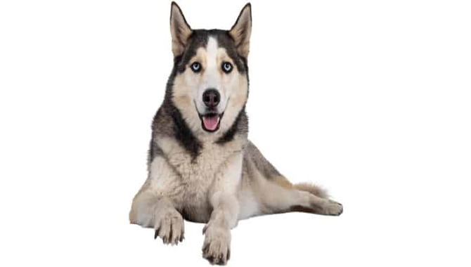 Cost Of Crate Training For A Siberian Husky
