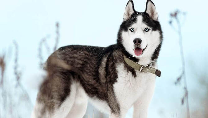 Cost Of Obedience Training For A Siberian Husky