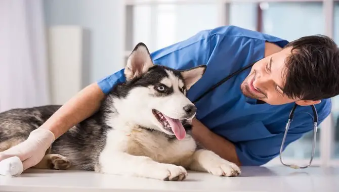 Cost Of Spaying Or Neutering A Siberian Husky
