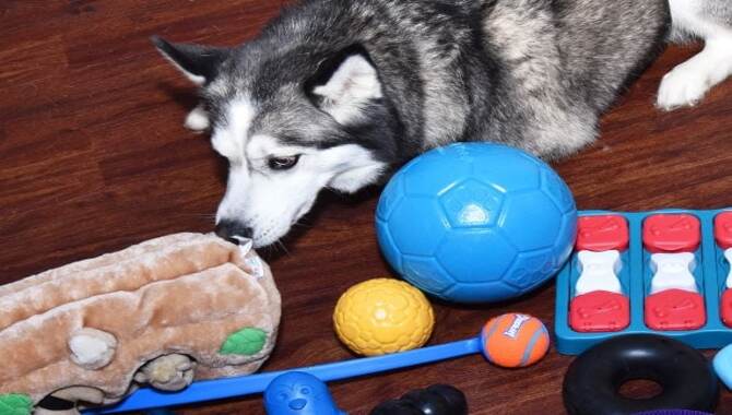 Cost Of Toys And Treats For A Siberian Husky