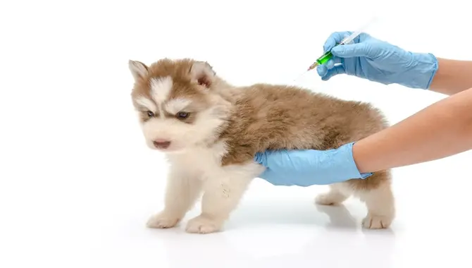 Cost Of Vaccinations For A Siberian Husky