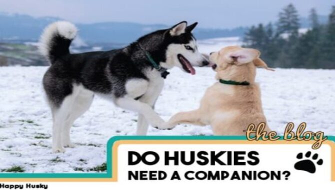 Disadvantages Of Having A Husky As A Companion Animal
