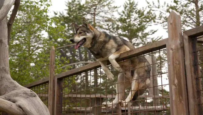Do All Huskies Jump Fences?