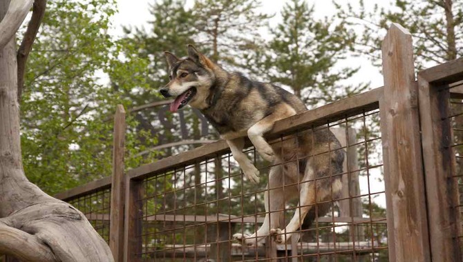 Do All Huskies Jump Fences?