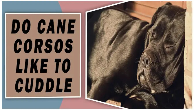 Do Cane Corsos Like To Cuddle