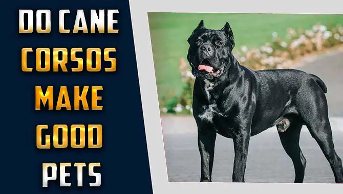 Do Cane Corsos Make Good Pets