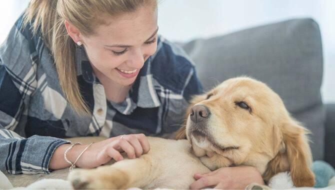 Do Golden Retriever Puppies Like To Cuddle?