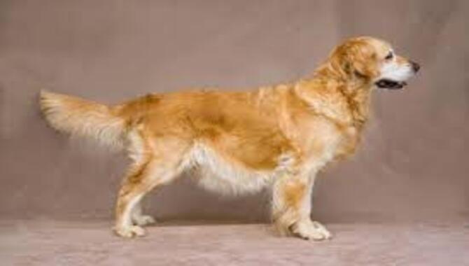 Do Golden Retrievers Have A Double Coat