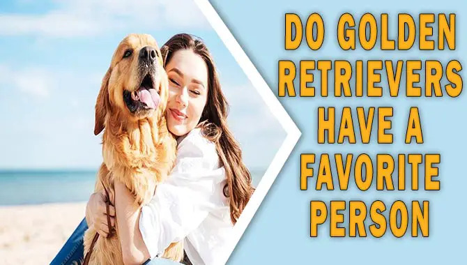 Do Golden Retrievers Have A Favorite Person