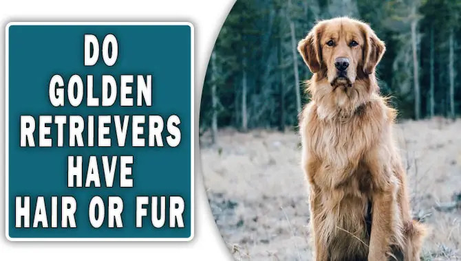 Do Golden Retrievers Have Hair Or Fur