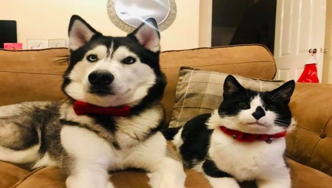 Do Huskies Get Along With Cats