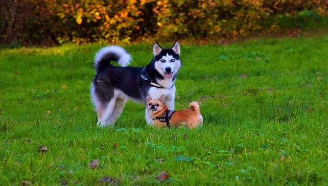 Do Huskies Have A High Prey Drive For Small Dogs