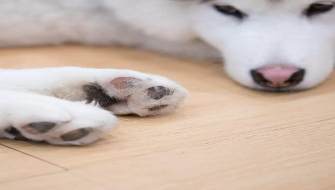 Do Huskies Have Webbed Feet Fact Behind It