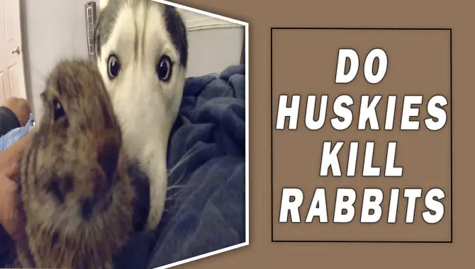Do Huskies Kill Rabbits