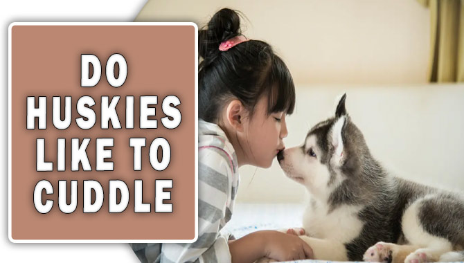 Do Huskies Like To Cuddle