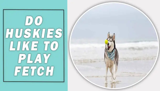 Do Huskies Like To Play Fetch