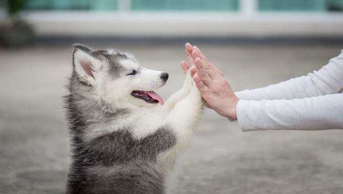 Do Huskies Need A Companion To Think You Should Know