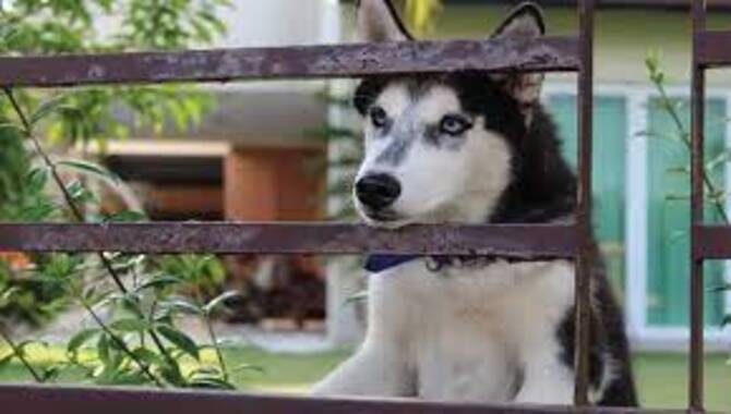 Do Huskies Need A Fenced Yard: Escape Solutions