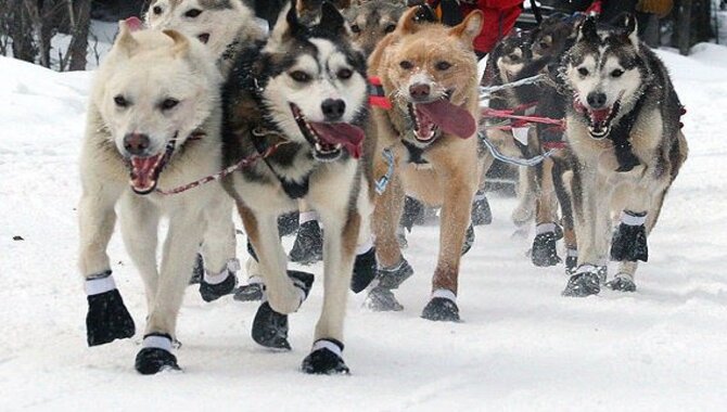 Do Huskies Need Winter Boots? You Need To Know