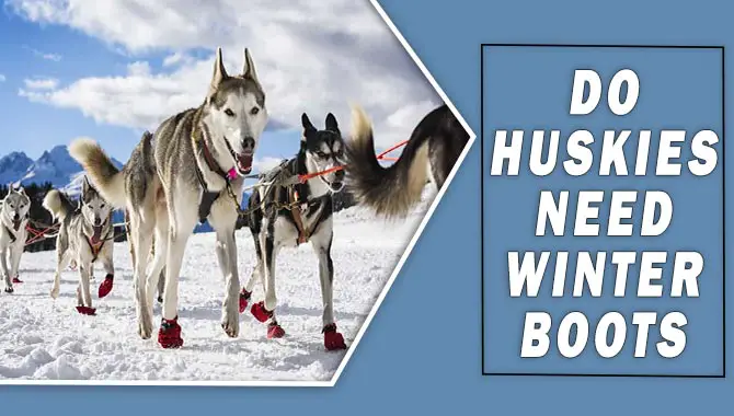 Do Huskies Need Winter Boots