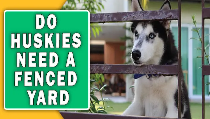 Do Huskies Need a Fenced Yard