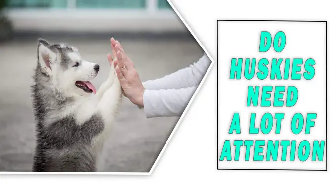 Do Huskies Need a Lot of Attention