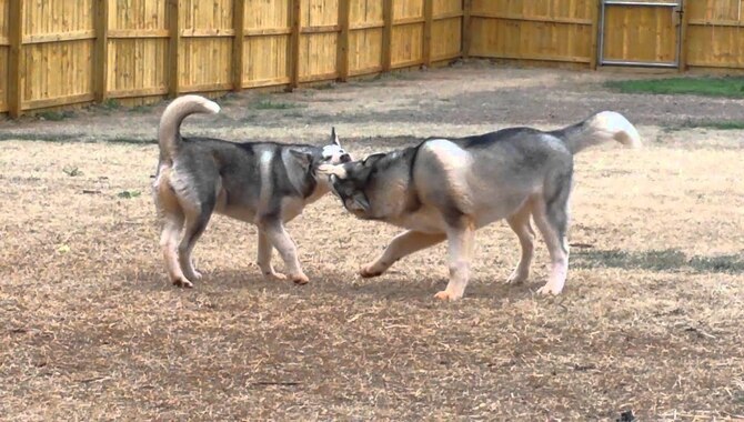 Do Huskies Play Rough & Aggressive?