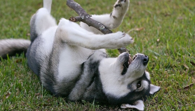 Do Huskies Play Rough: The Explanation