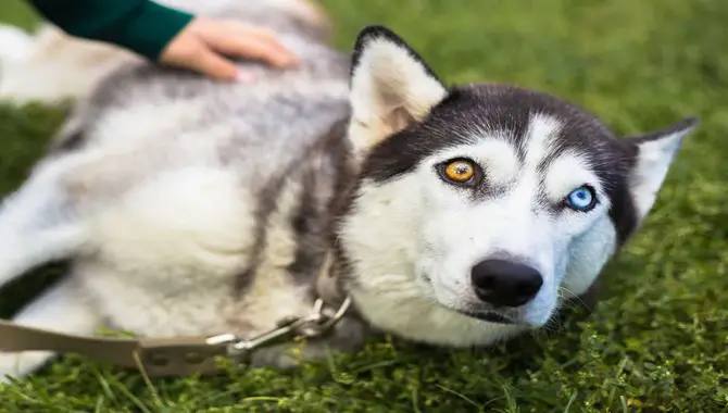 Do Huskies With Different Colored Eyes Have Vision Problems