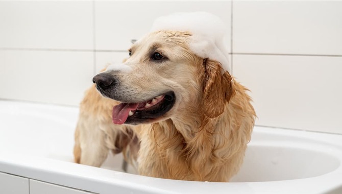 Do Not Use Baby Shampoo To Treat Fleas On Dogs!