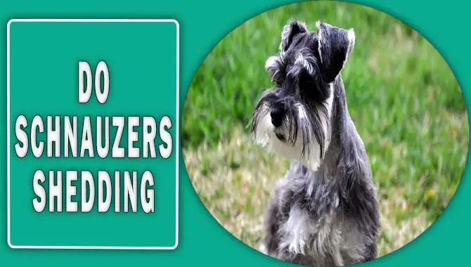 Do Schnauzers Shedding