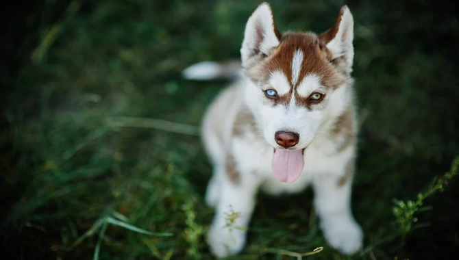 Do Siberian Huskies Shed A Lot?