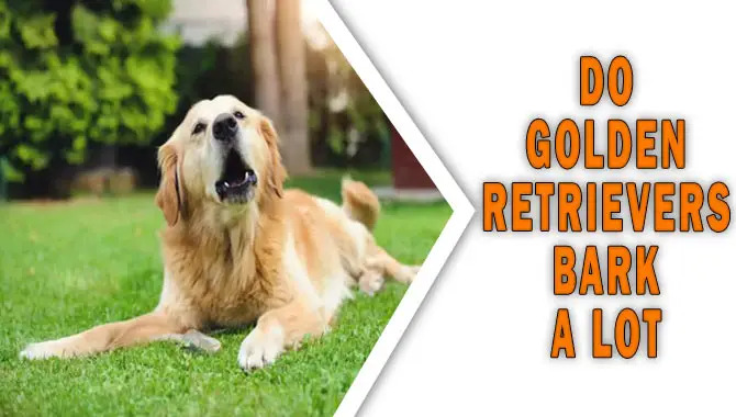 Do Golden Retrievers Bark A Lot