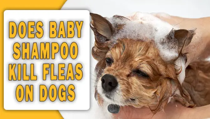 Does Baby Shampoo Kill Fleas On Dogs