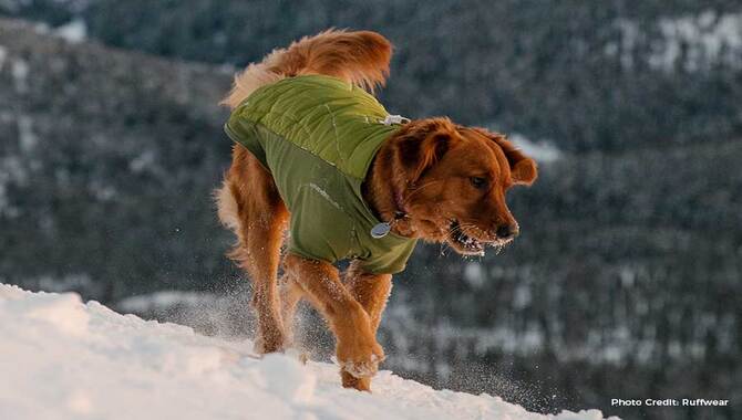 Does My Golden Retriever Need A Coat?