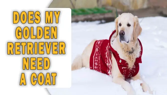 Does My Golden Retriever Need a Coat